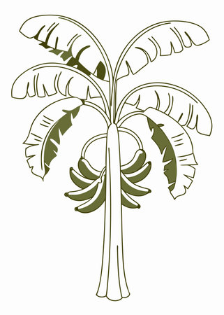 Minimalist banana tree on White Backgroundのイラスト素材