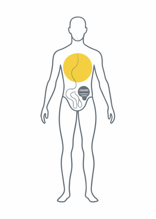 Minimalist human body and anatomy on White Backgroundのイラスト素材