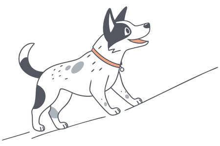 Minimalist Cute Australian cattle dog on White Backgroundのイラスト素材