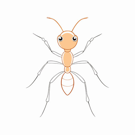Minimalist Cute little red ant on White Backgroundのイラスト素材