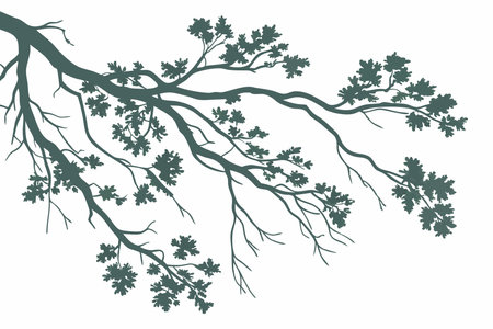 Minimalist Kermes oak tree branch on White Backgroundのイラスト素材