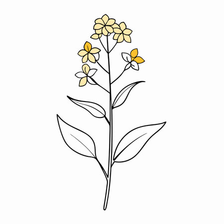Minimalist Mustard Flower blossom on White Backgroundのイラスト素材