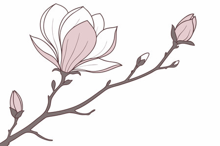 Minimalist Magnolia on White Backgroundのイラスト素材