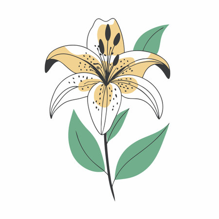 Minimalist Orange Tiger Lily on White Backgroundのイラスト素材