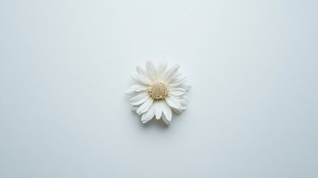 White daisy flower on white background. Flat lay, top view.の写真素材