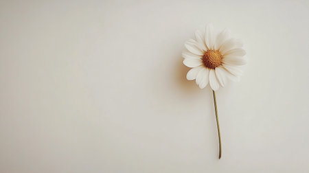 White daisy flower on a white background. Flat lay, top view.の写真素材