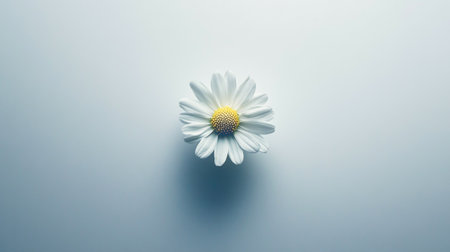 White daisy on a blue background, top view, copy spaceの写真素材