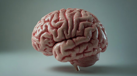 Human brain model. 3D illustration. 3D CG. High resolution.の写真素材