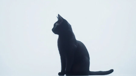 Black cat on a white background. Shallow depth of field.の写真素材