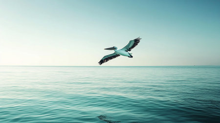 Pelican flying in the blue sea, vintage style photo.の写真素材