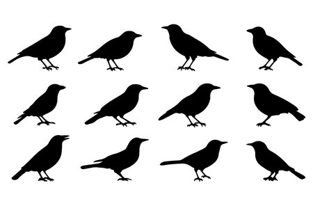 Set of black silhouettes of birds on a white background. Vector illustrationのイラスト素材
