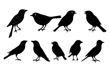 Set of black silhouettes of birds on a white background. Vector illustrationのイラスト素材