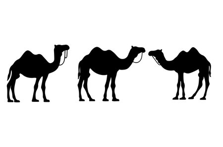 Camel silhouettes isolated on white background. Vector illustration for your designのイラスト素材
