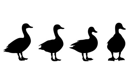 Set of black silhouettes of ducks on a white background. Vector illustrationのイラスト素材