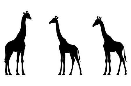 Giraffe silhouettes isolated on white background. Vector illustration.のイラスト素材