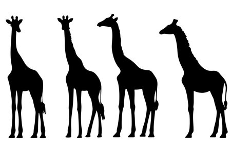 Giraffe silhouette vector illustration isolated on white background. Giraffe in different poses.のイラスト素材