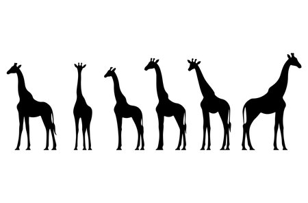 Giraffe black silhouettes isolated on white background. Vector illustrationのイラスト素材