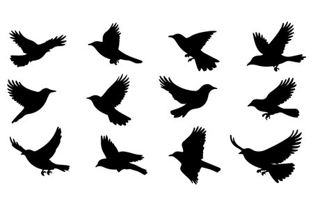 Set of silhouettes of flying birds. Vector illustration isolated on white background.のイラスト素材