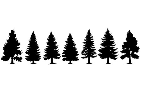 Silhouette of coniferous trees on white background. Vector illustration.のイラスト素材