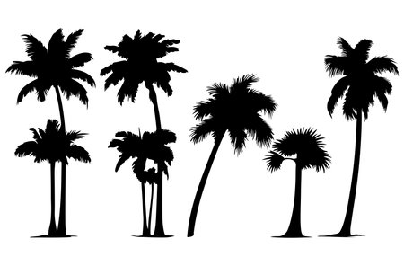 Silhouette of palm trees on white background. Vector illustration.のイラスト素材