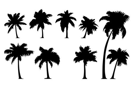 Silhouettes of palm trees on white background. Vector illustration.のイラスト素材