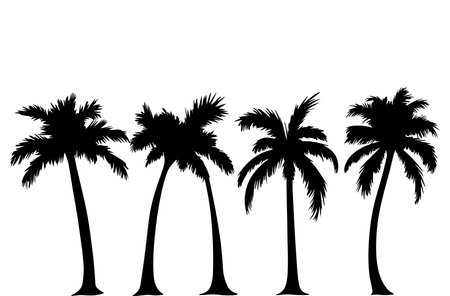 Silhouette of palm trees on white background. Vector illustration.のイラスト素材