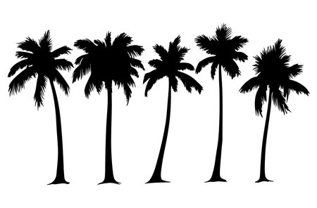 Silhouette of palm trees on white background. Vector illustration.のイラスト素材