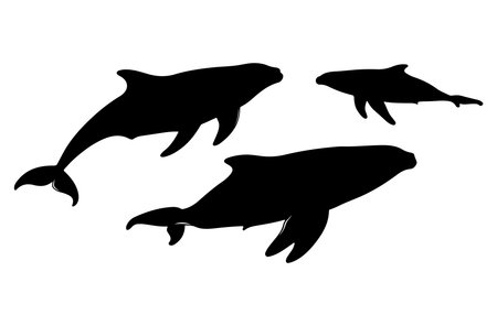 Set of vector silhouettes of whales. Isolated on white background.のイラスト素材
