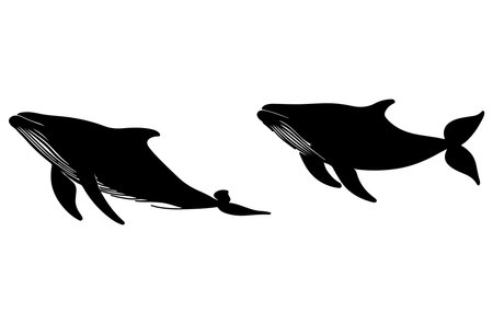 silhouettes of whales on a white background. Vector illustration.のイラスト素材