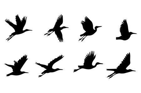 Vector set of silhouettes of storks on a white background.のイラスト素材