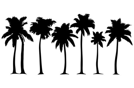 Silhouette of palm trees on white background. Vector illustration.のイラスト素材