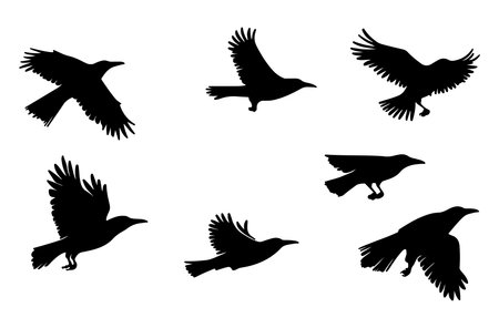 Set of black raven silhouettes isolated on white background. Vector illustration.のイラスト素材