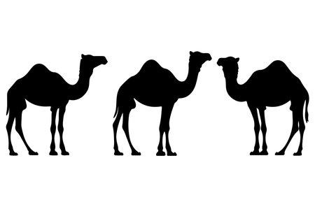 Set of silhouettes of camels on a white background. Vector illustrationのイラスト素材