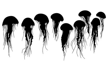 Jellyfish silhouettes. Vector illustration isolated on white background.のイラスト素材