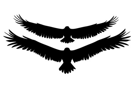 Silhouette of flying eagle. Vector illustration isolated on white background.のイラスト素材