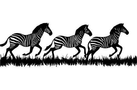 Three zebras running on grass, black and white vector illustrationのイラスト素材