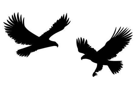Silhouette of a flying eagle on a white background. Vector illustrationのイラスト素材