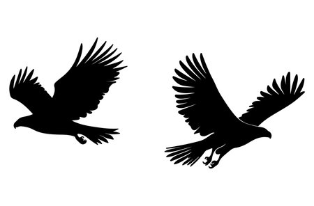 Silhouette of flying eagle on white background. Vector illustration.のイラスト素材