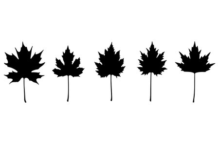 Maple leaf silhouette. Isolated on white background. Vector illustration.のイラスト素材
