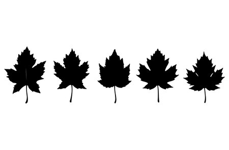 Set of silhouettes of maple leaves on a white background. Vector illustrationのイラスト素材