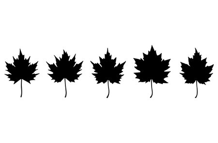 Maple leaf silhouettes on white background. Vector illustration in black color.のイラスト素材