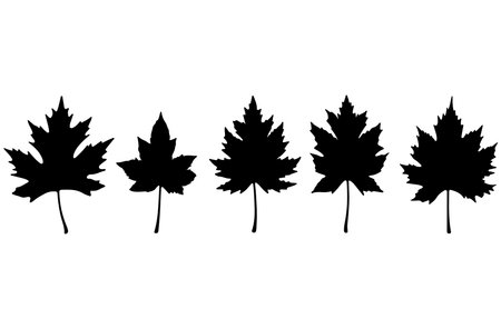 Maple leaf silhouette isolated on white background. Vector illustration for your designのイラスト素材