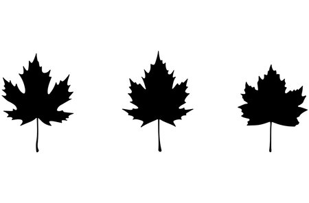Silhouettes of maple leaves on a white background. Vector illustrationのイラスト素材