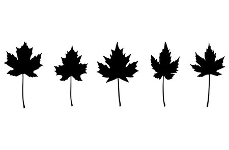 Maple leaf silhouette isolated on white background. Symbol of Canada. Vector illustration.のイラスト素材