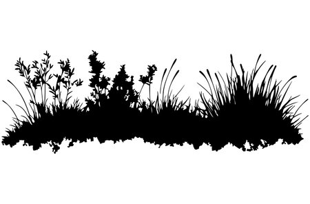 Vector grass silhouettes isolated on white background. Black silhouettes of grass.のイラスト素材