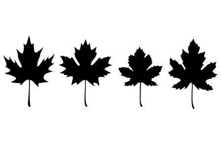 Maple leaf silhouette isolated on white background. Vector illustration EPS10のイラスト素材