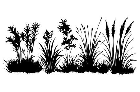 Silhouettes of grass, reeds and flowers on a white backgroundのイラスト素材