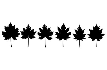 Black silhouettes of maple leaves on a white background. Vector illustrationのイラスト素材