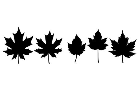 Set of silhouettes of maple leaves isolated on white background. Vector illustration.のイラスト素材