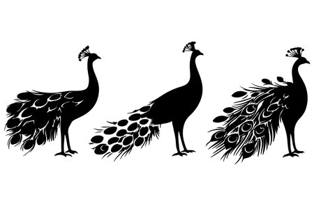 Peacock silhouettes on a white background. Vector illustration.のイラスト素材